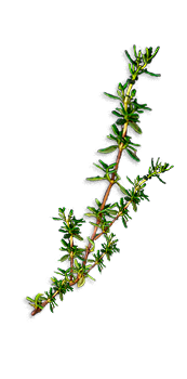 branch